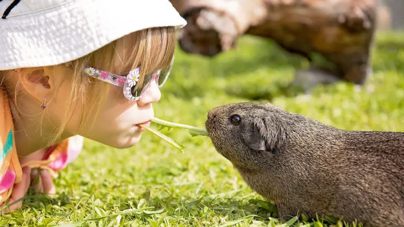 Humans Be Grateful to Guinea Pigs