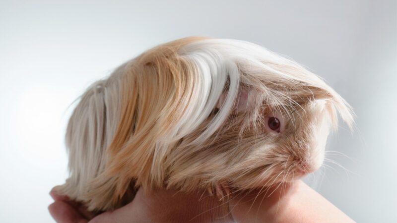 Peruvian Guinea Pig