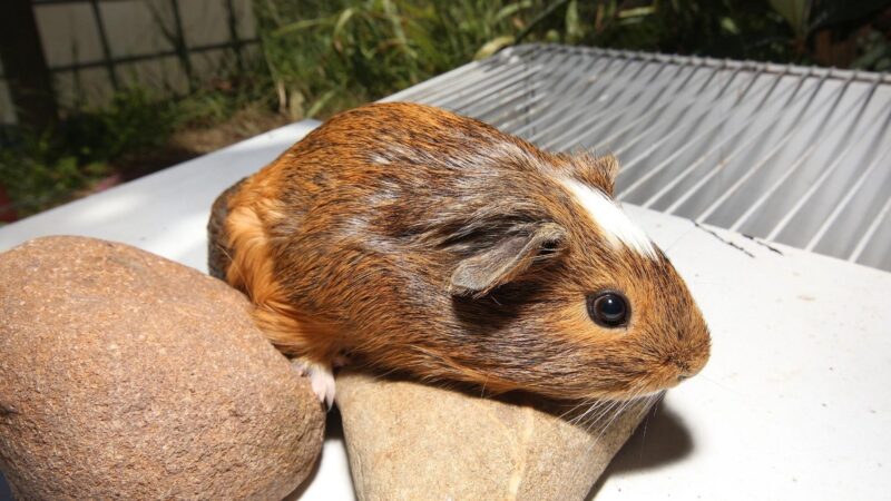 Pregnancy and Birth of Guinea Pig