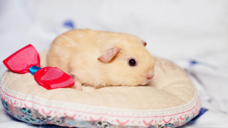 Proper Care of Guinea Pigs’ Pups