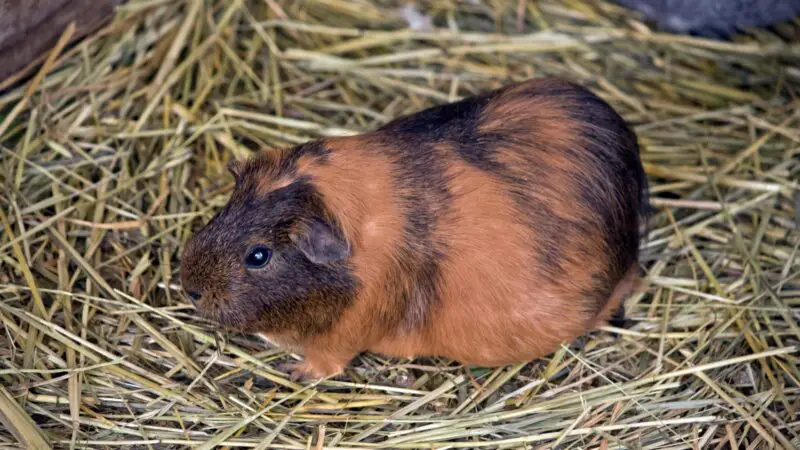 Proper Care of a Pregnant Guinea Pig