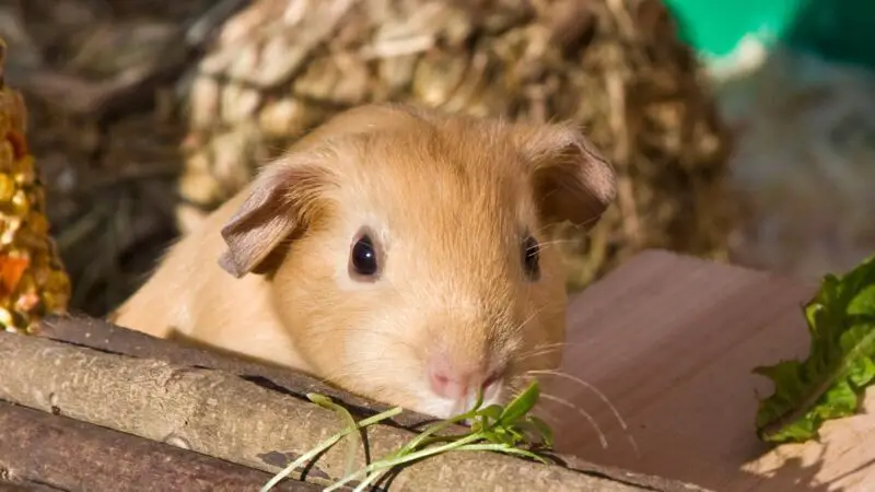 Satin Guinea Pig