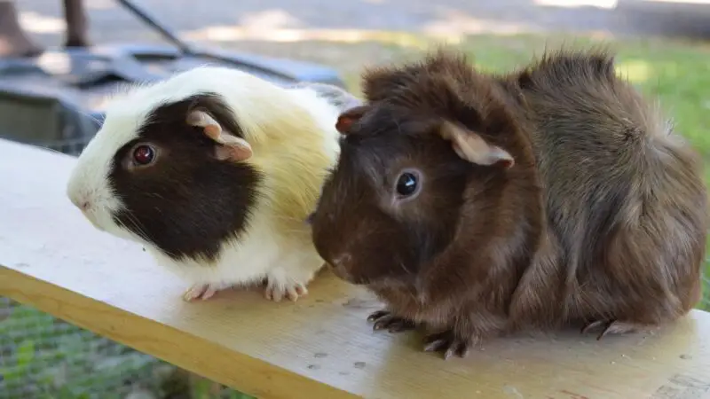 Side Effects of Overeating in Guinea Pigs