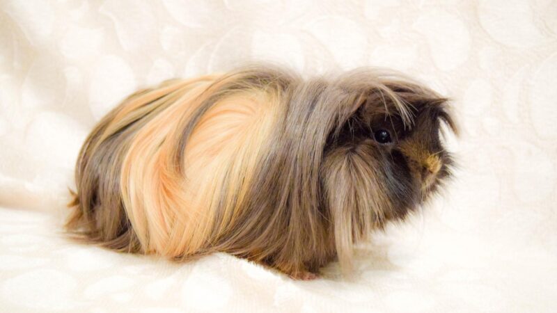 Signs of stress in guinea pigs