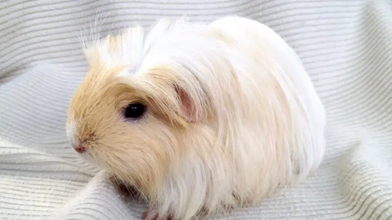 Silkie Guinea Pig