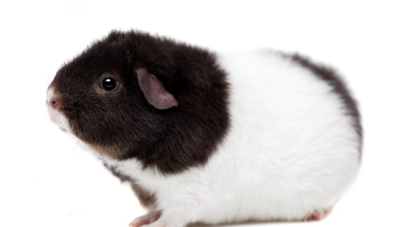 Teddy Guinea Pig