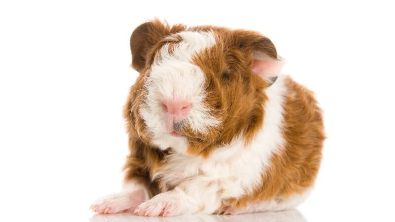 Texel Guinea Pig