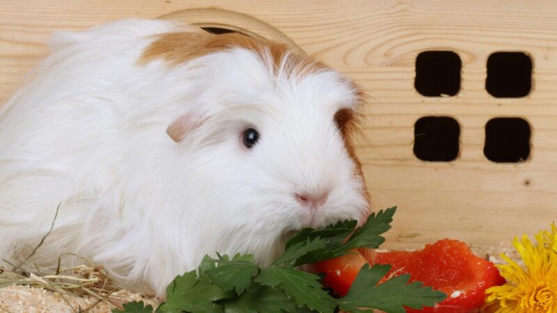 The Most Healthy and Favorite Foods of the Guinea Pigs