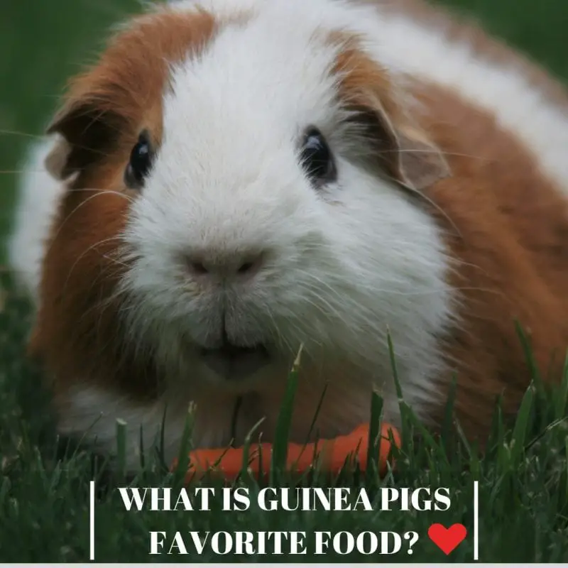 WHAT IS GUINEA PIGS FAVORITE FOOD