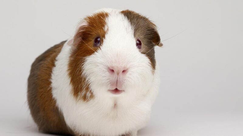 What Guinea Pig Breeds Are Used for Animal Testing