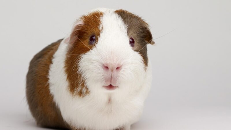 What Guinea Pig Breeds Are Used for Animal Testing