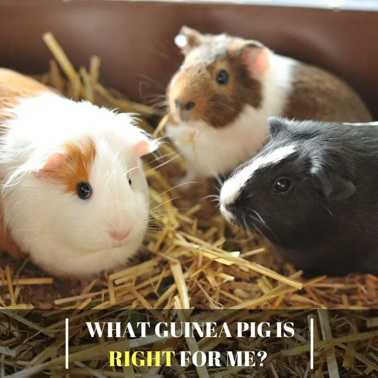 What Guinea Pig Is Right For Me