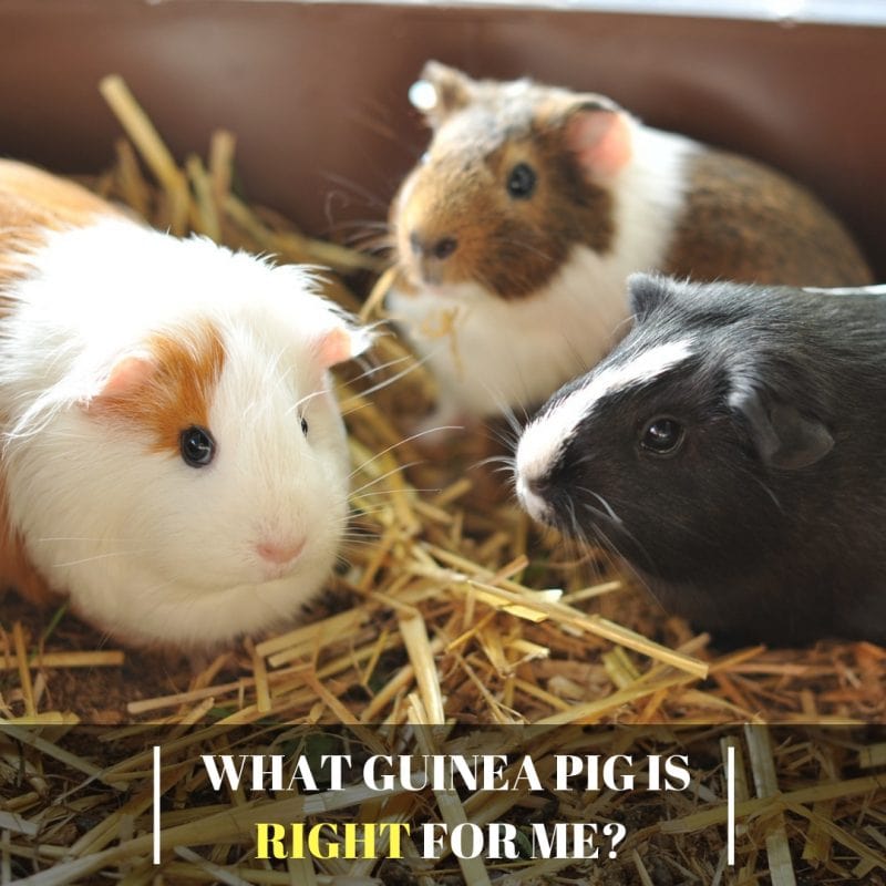 What Guinea Pig Is Right For Me 