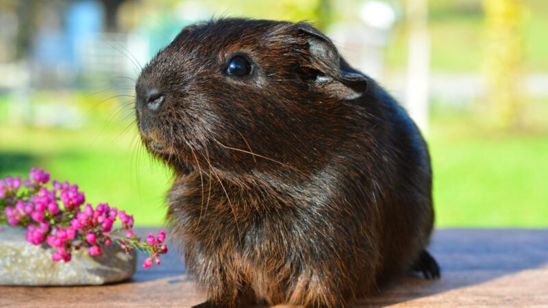 What Guinea Pigs Should I Get