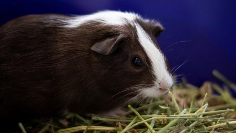 What Is a Good Example of a Weekly Meal Plan Menu for Your Guinea Pig