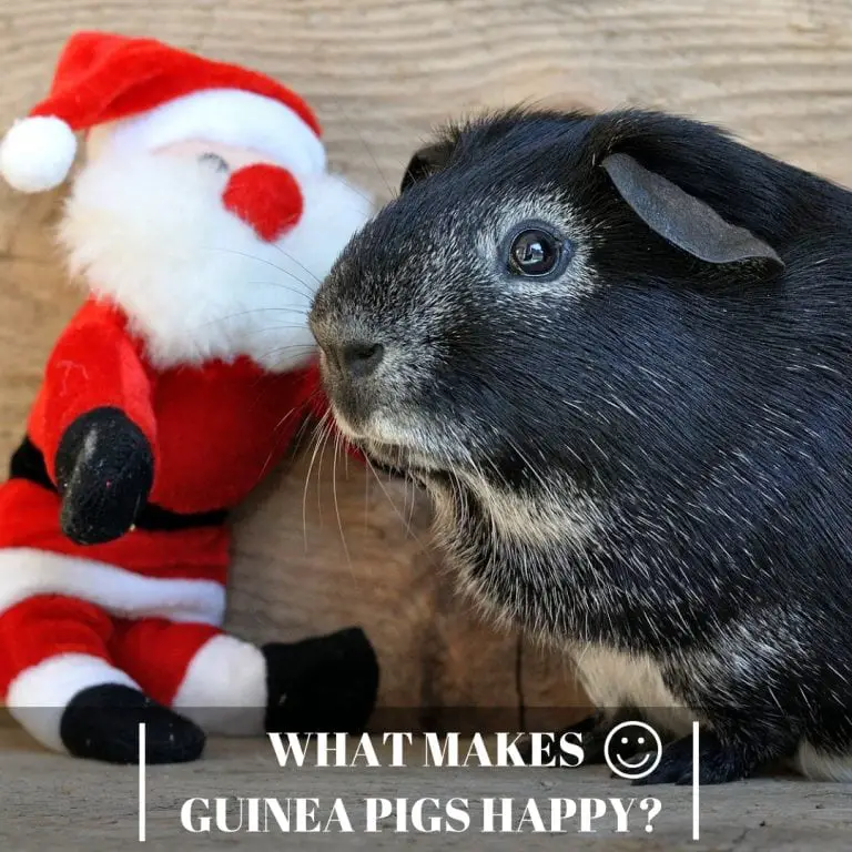 What Makes Guinea Pigs Happy? Guinea Pig Tube