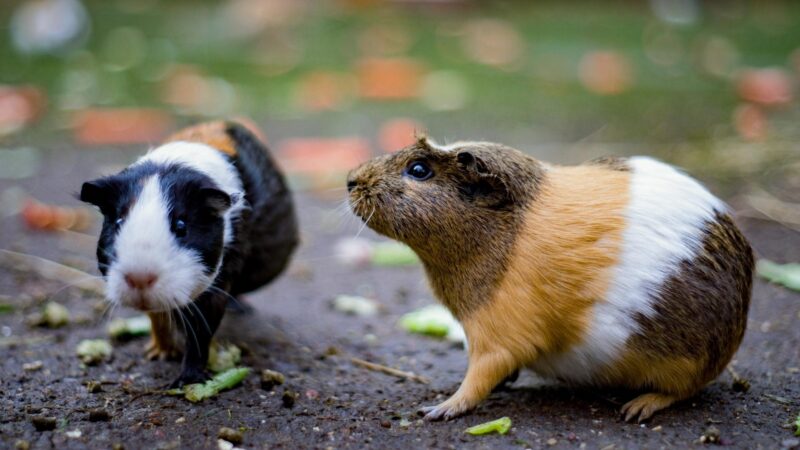 What to do if guinea pigs are fighting