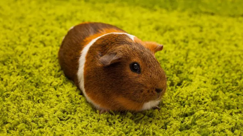 Why Are They Called Guinea Pigs