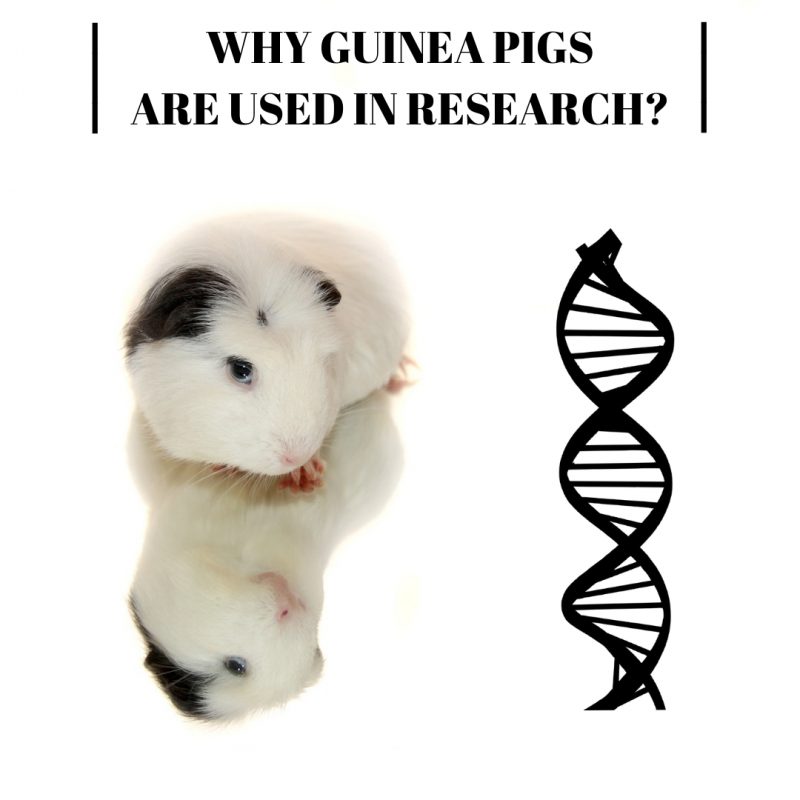 Why Guinea Pigs Are Used in Research