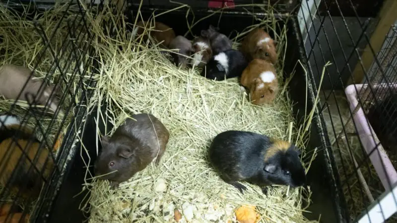 Why Has the Number of Guinea Pigs Used for Research Declined