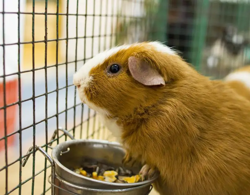 Best Guinea Pig Cages...