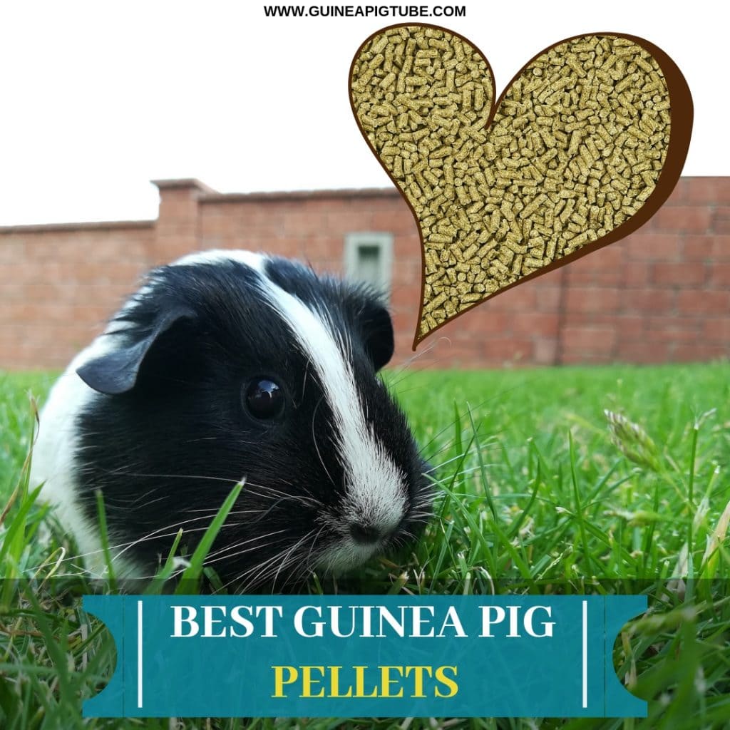 Best Guinea Pig Pellets Brand Reviews & Quality Guide Guinea Pig Tube