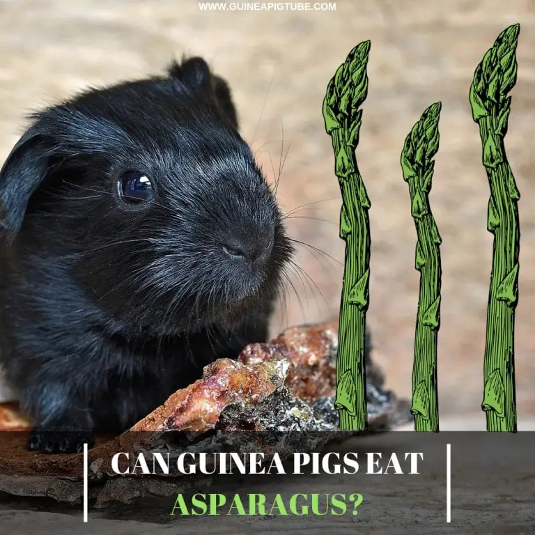 CAN GUINEA PIGS EAT ASPARAGUS