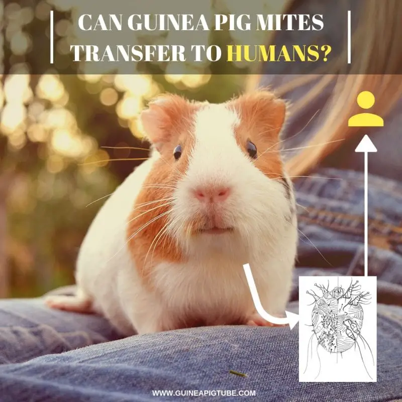 Can Guinea Pig Mites Transfer to Humans