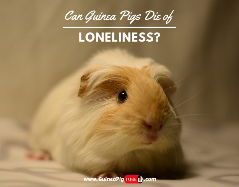 can guinea pigs die of depression