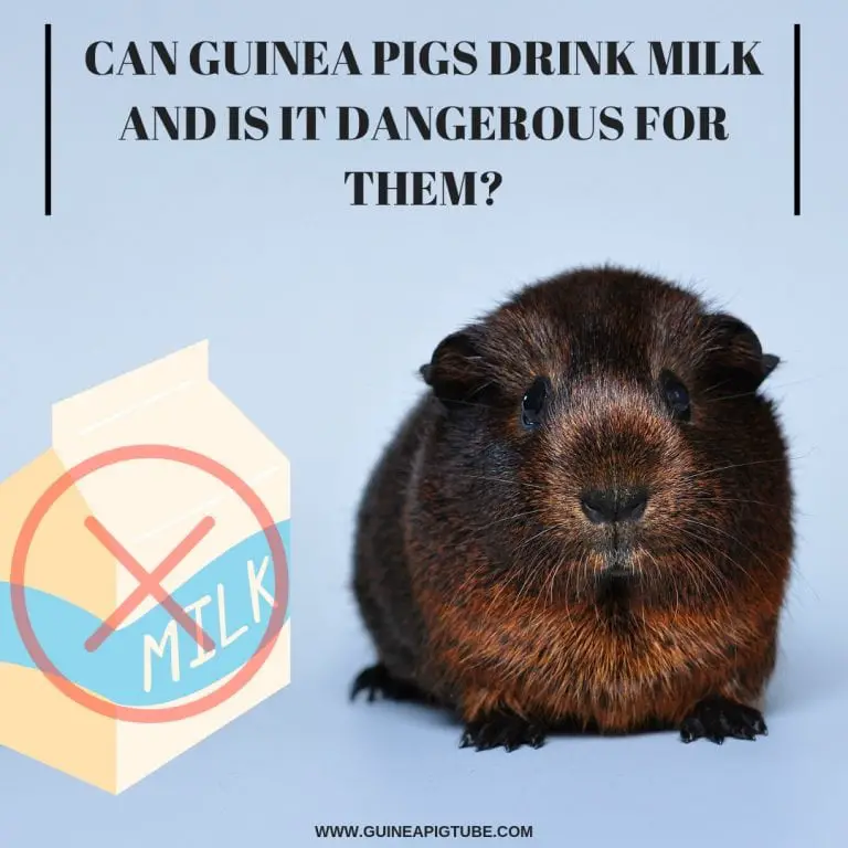 Can Guinea Pigs Drink Milk and Is It Dangerous for Them