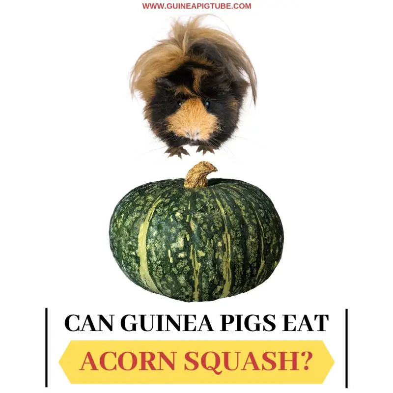 Can Guinea Pigs Eat Acorn Squash