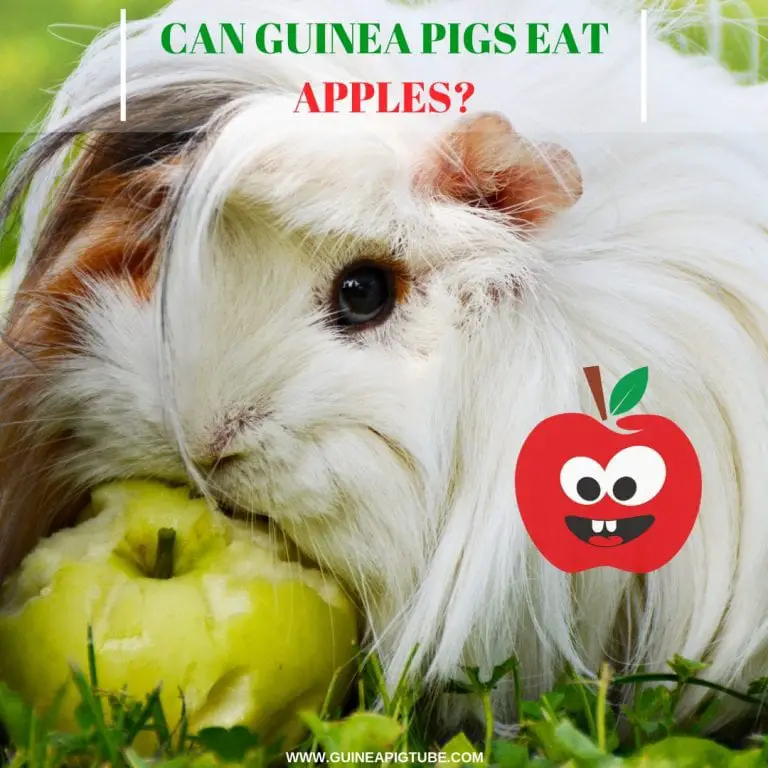 Top 28+ Images can guinea pigs eat granny smith apples Superb Top 28+ Images can guinea pigs eat granny smith apples Superb