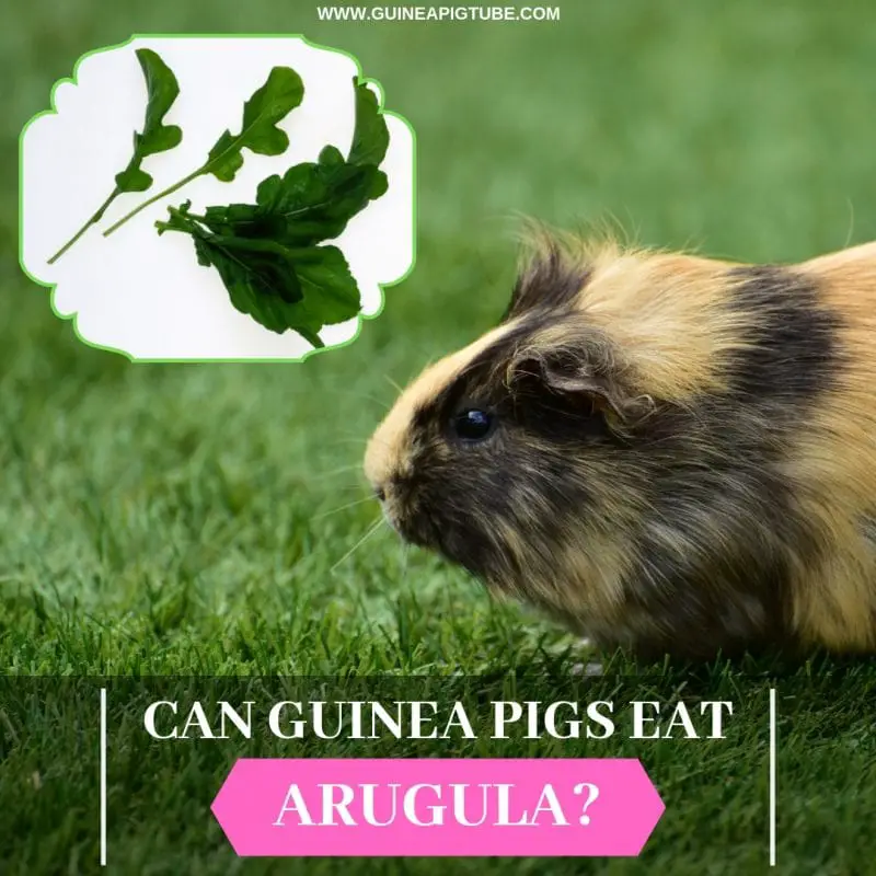Can Guinea Pigs Eat Arugula Guinea Pig Tube