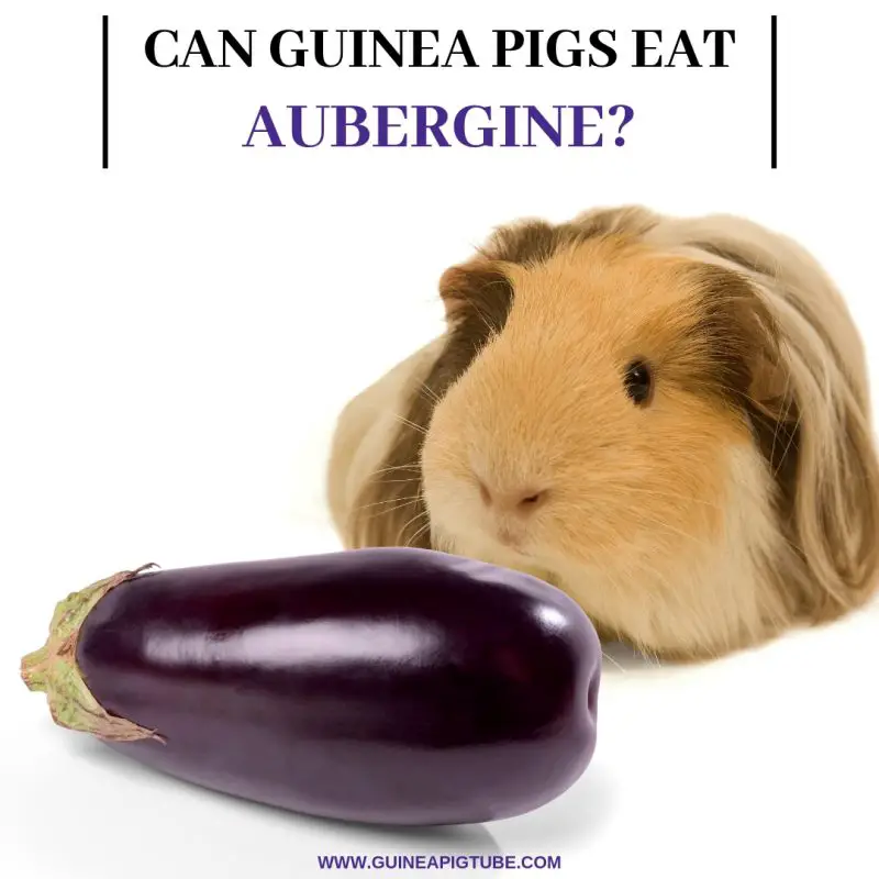 Can Guinea Pigs Eat Aubergine