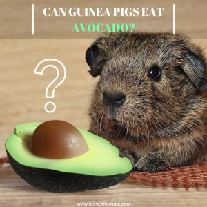 Detailed Can Guinea Pigs Eat Avocado Picture in HD Detailed Can Guinea Pigs Eat Avocado Picture in HD