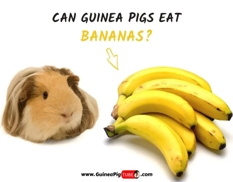 Can Guinea Pigs Eat Bananas (Benefits, Risks, Serving Size & More)