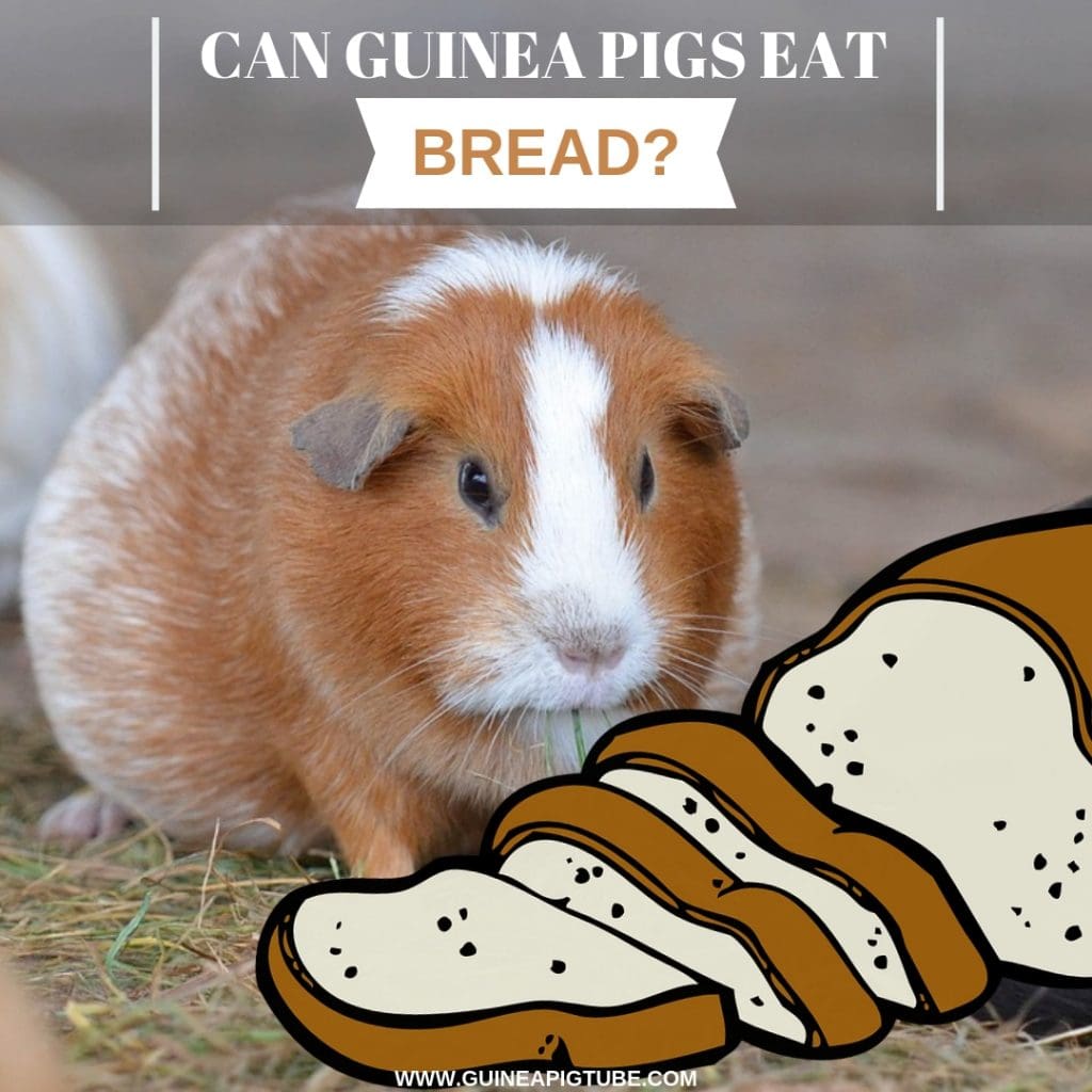 Can Guinea Pigs Eat Bread? Guinea Pig Tube