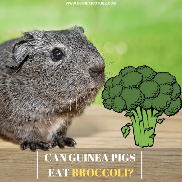 Can Guinea Pigs Eat Broccoli? (Benefits, Risks, Serving Size & More) Guinea Pig Tube