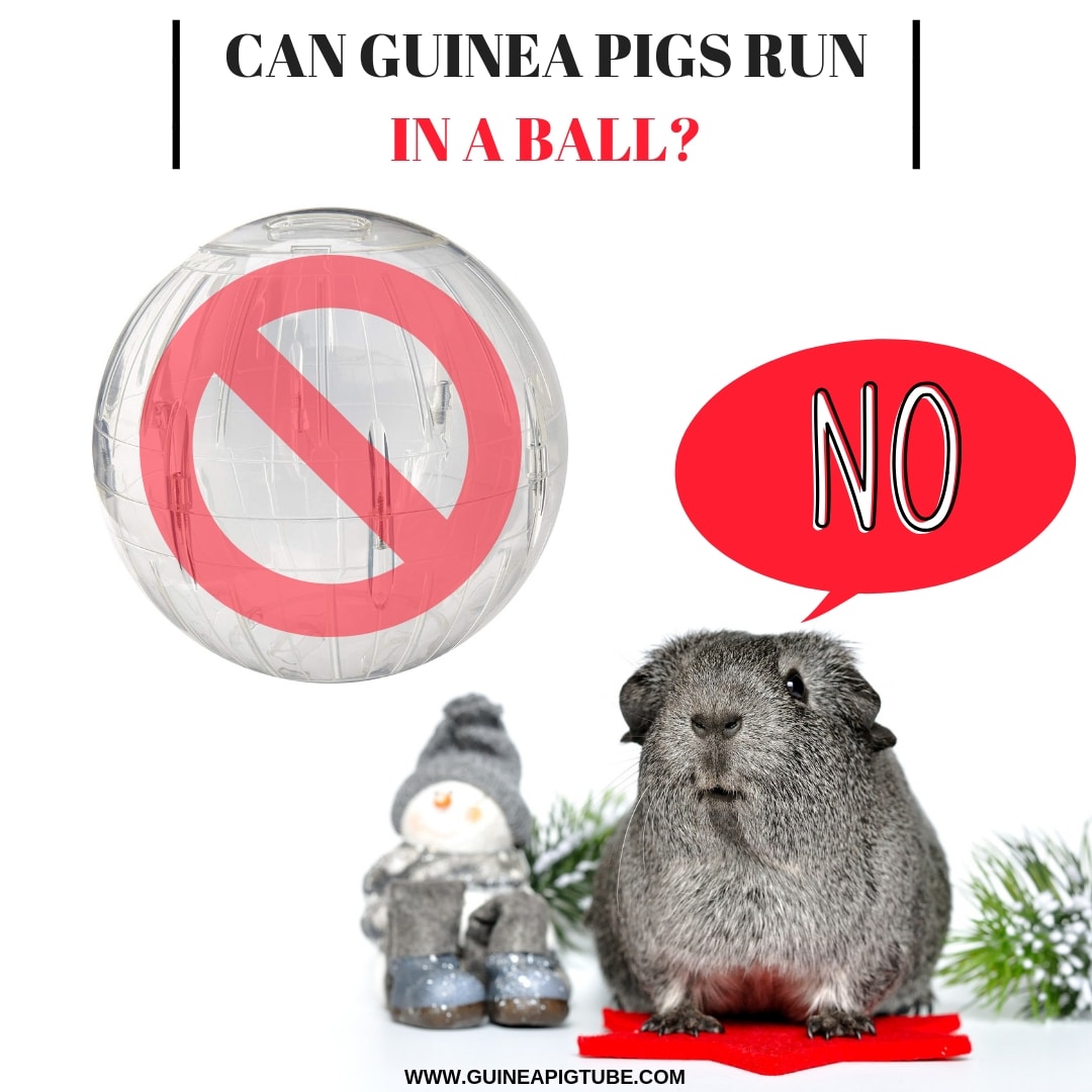 Can Guinea Pigs Run in A Ball? Guinea Pig Tube