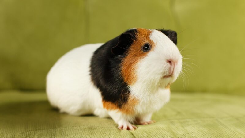 Can Guinea Pigs Throw Up