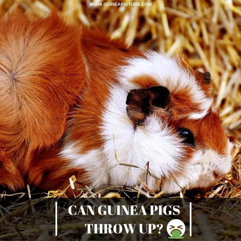 Can Guinea Pigs Throw Up