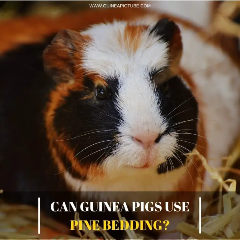 Can Guinea Pigs Use Pine Bedding Pig