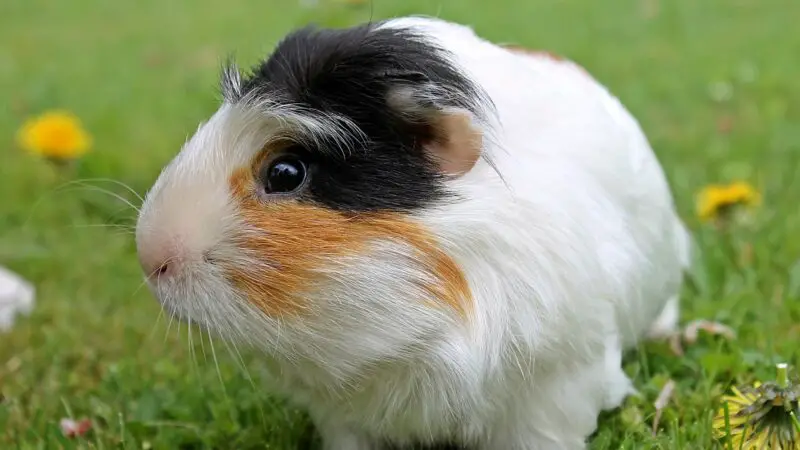 Causes of Guinea Pig Mites