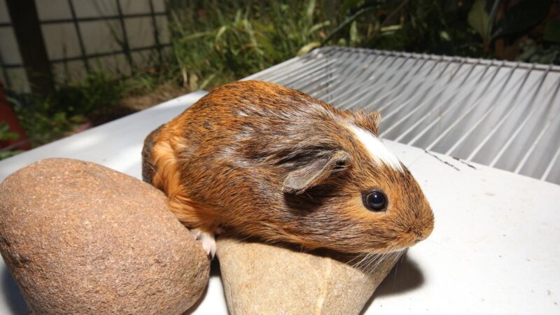 Complications occur in pregnancy of Guinea Pigs