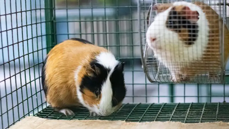 Consider Before Buying a Guinea Pig Cage