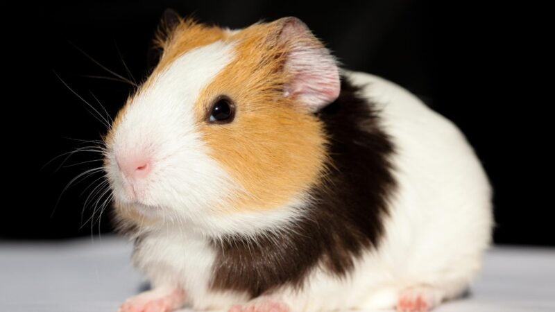 Diagnosis of Guinea Pig Mites