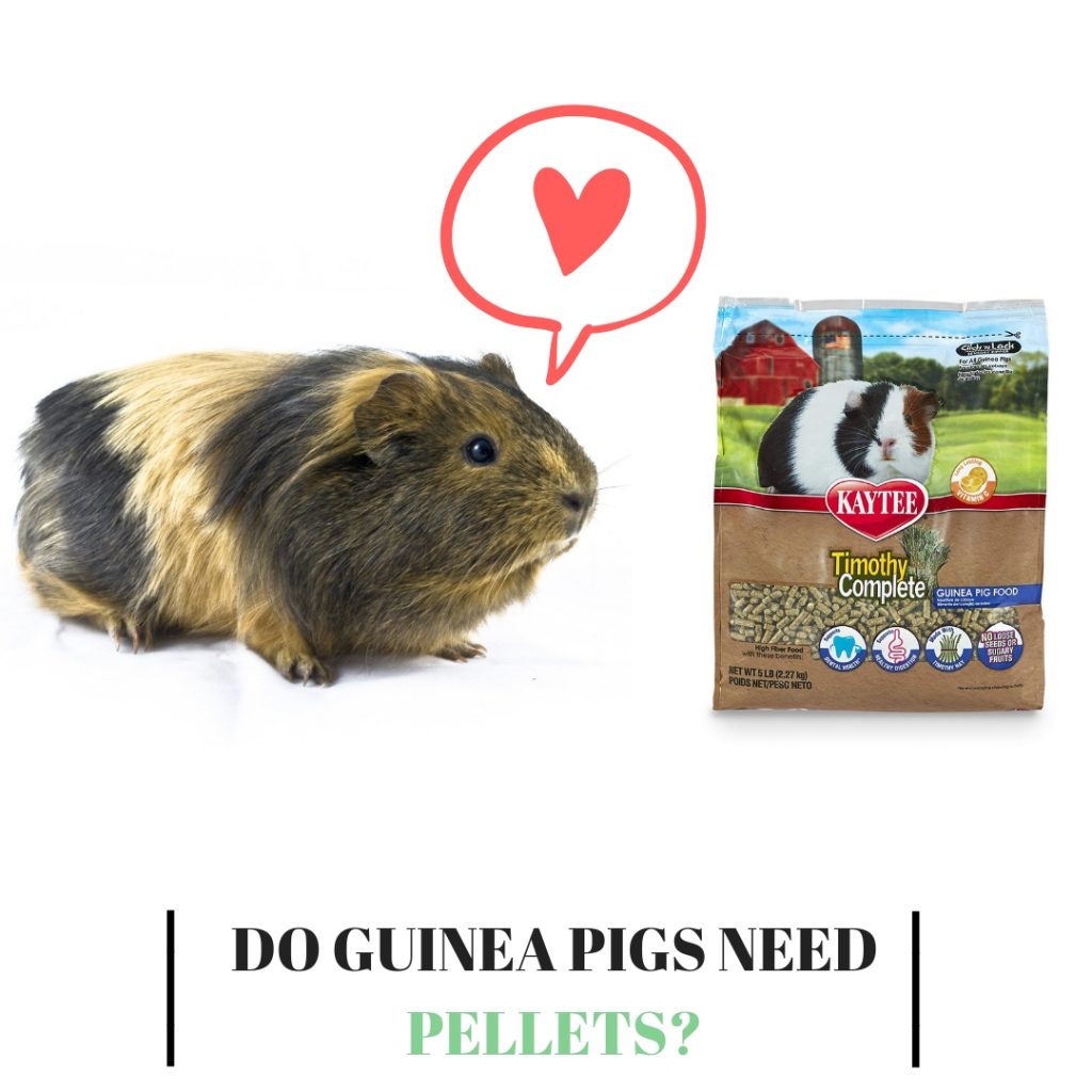 Do Guinea Pigs Need Pellets? Guinea Pig Tube