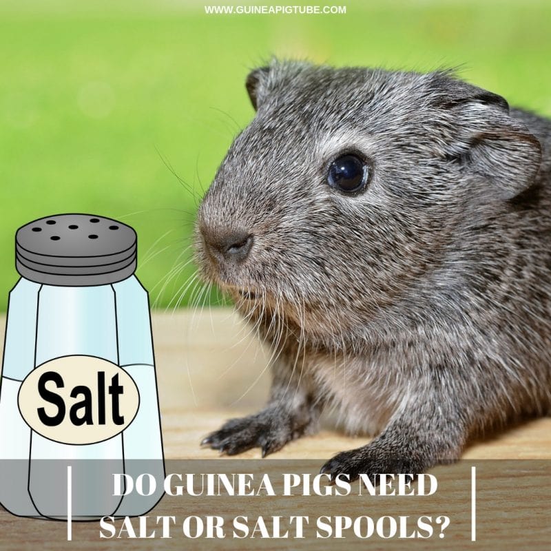 Do Guinea Pigs Need Salt or Salt Spools