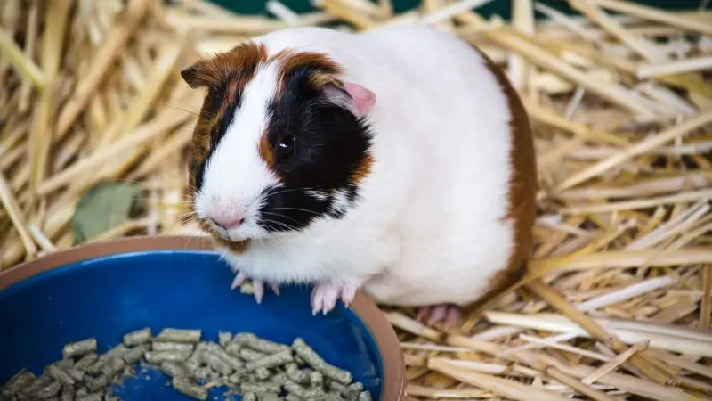 Do guinea pigs need pellets every day