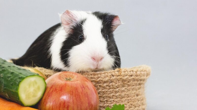 Estimated Price of Guinea Pigs Food for a Month